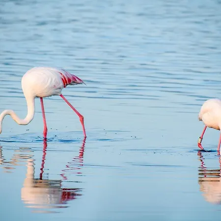 Two Flamingos - Loft In Historic Centre Cagliari
